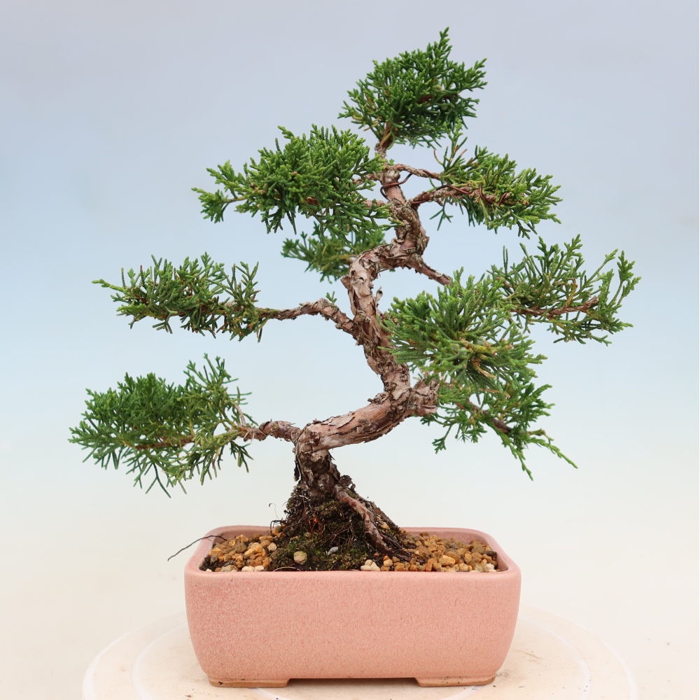 Bonsaï d'extérieur - Juniperus chinensis Kishu