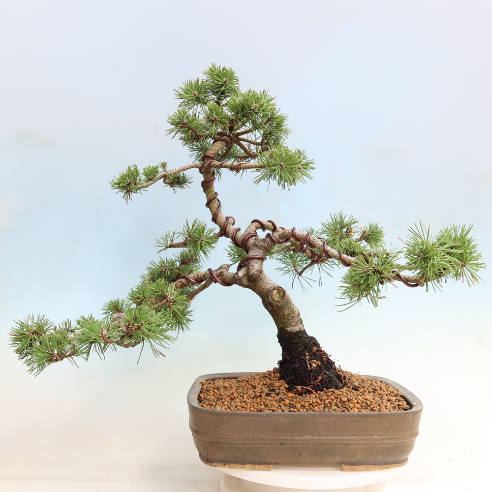 Bonsaï d'extérieur - Pinus mugo Humpy  - Pin nain