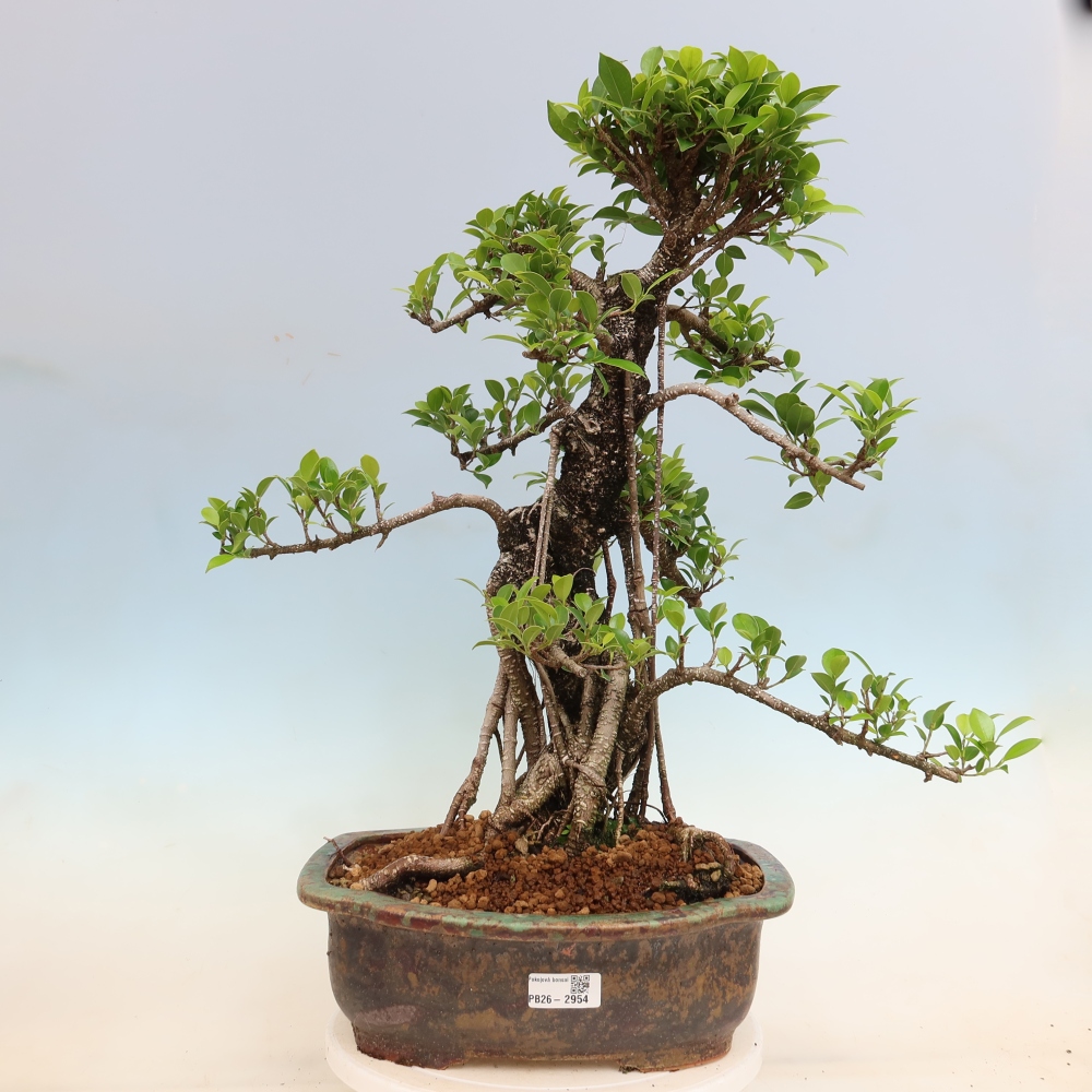 Salle bonsaï - Ficus kimmen - ficus à petites feuilles