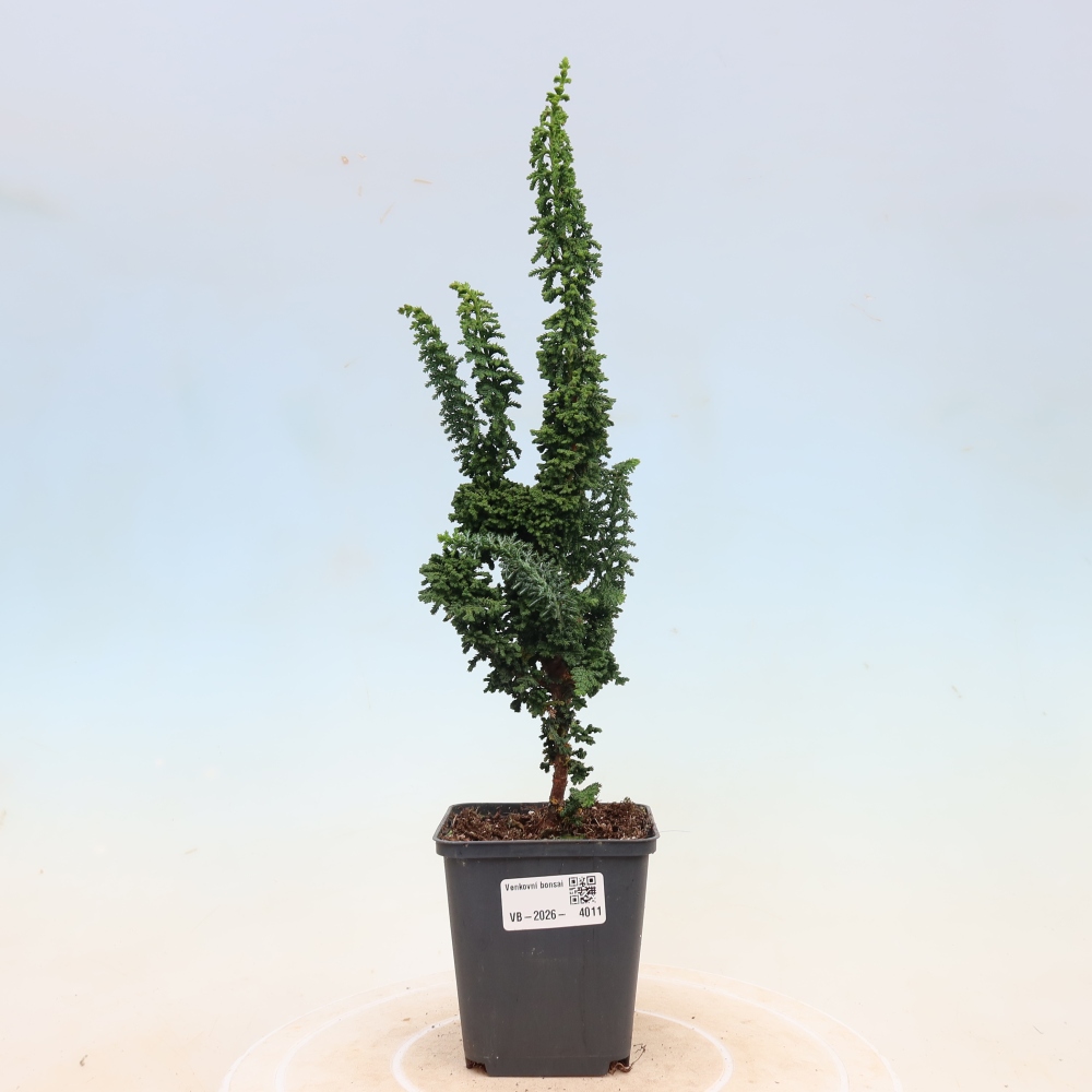 Bonsaï d'extérieur - Cham. obtusa SEKKA HINOKI - Cyprès