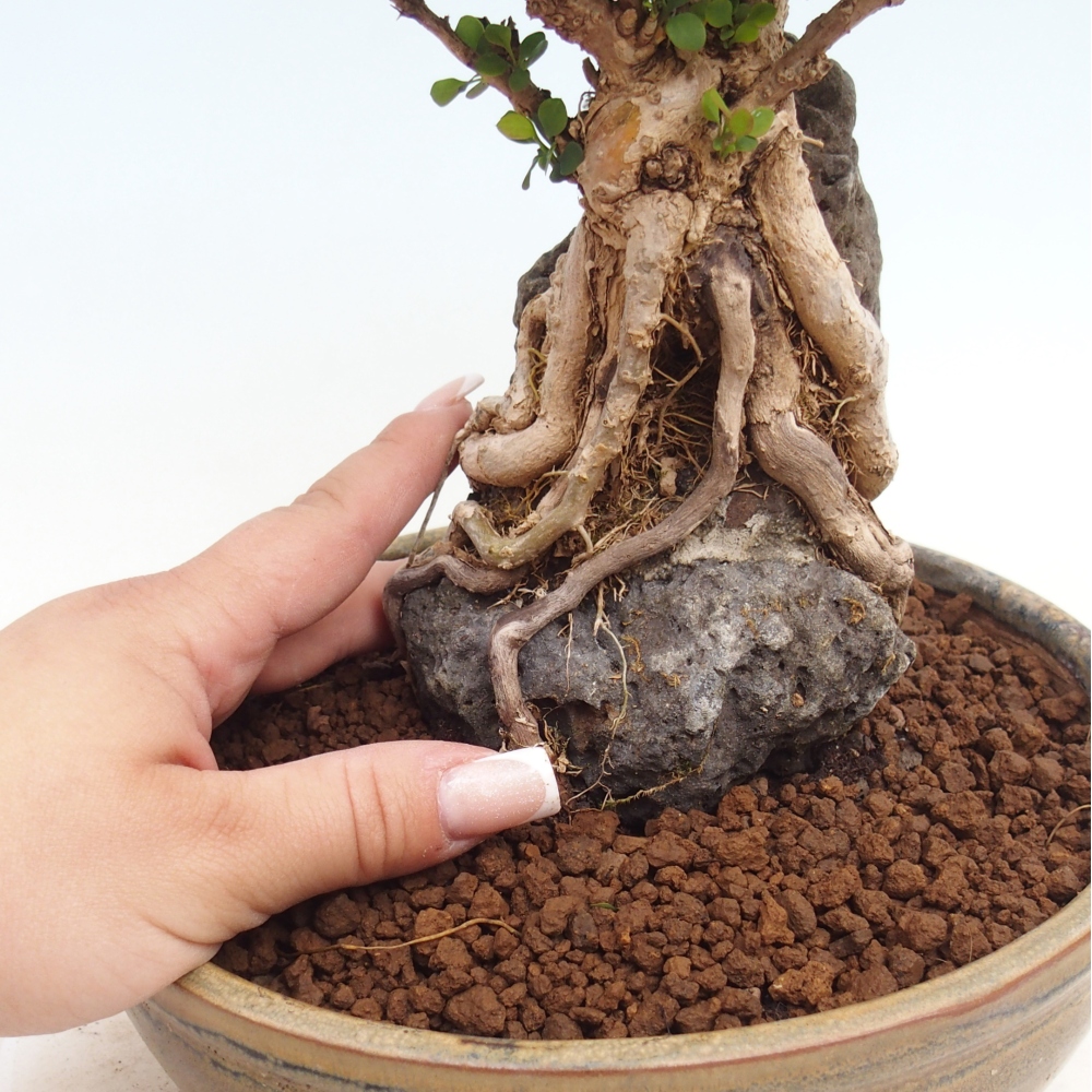 Bonsaï d'extérieur - Berberis coreana