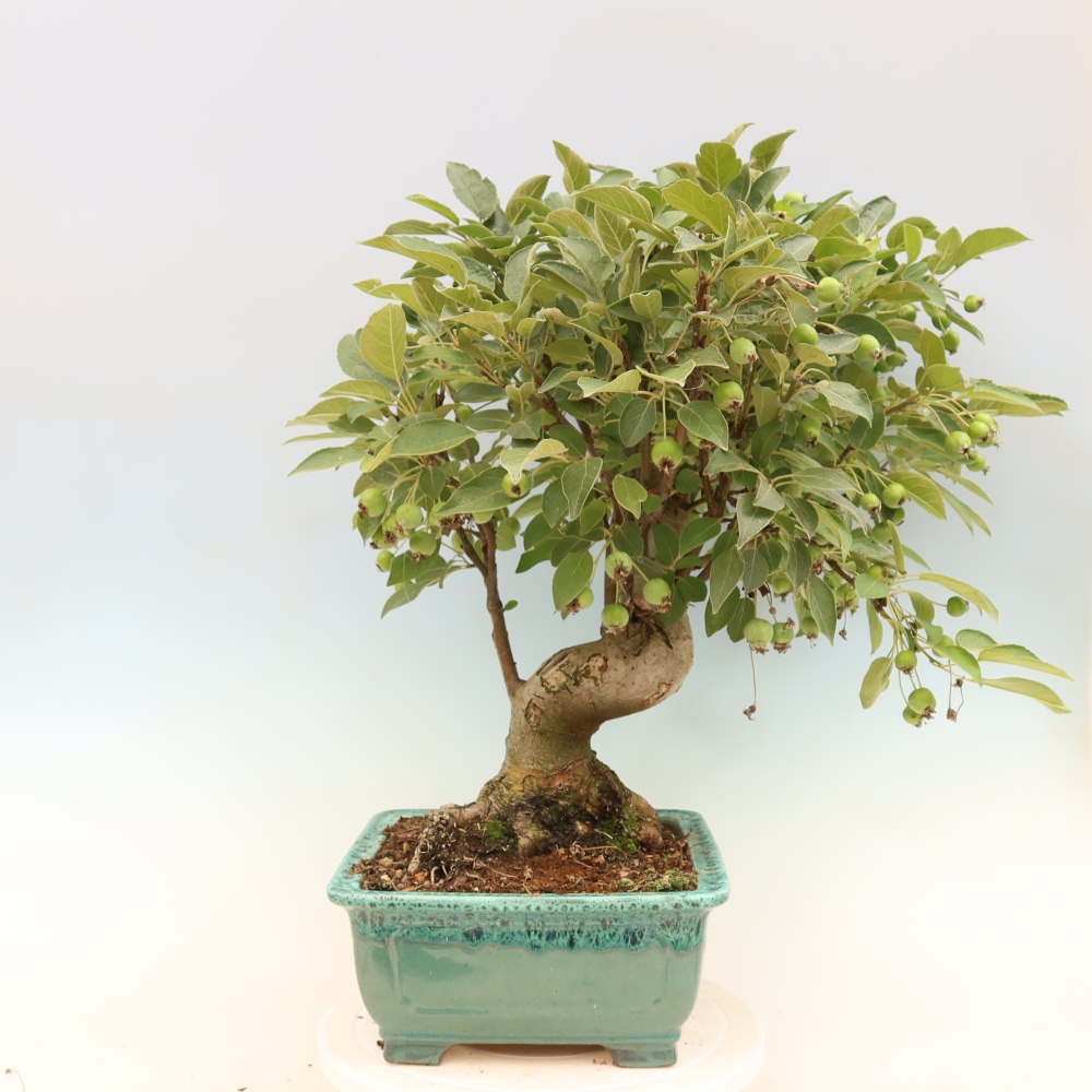 Bonsaï d'extérieur -Malus halliana - Pommier à petits fruits