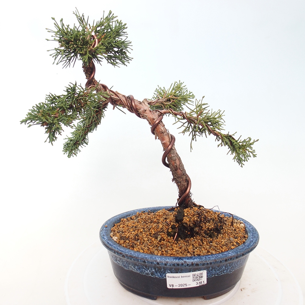 Bonsaï d'extérieur - Juniperus chinensis Kishu