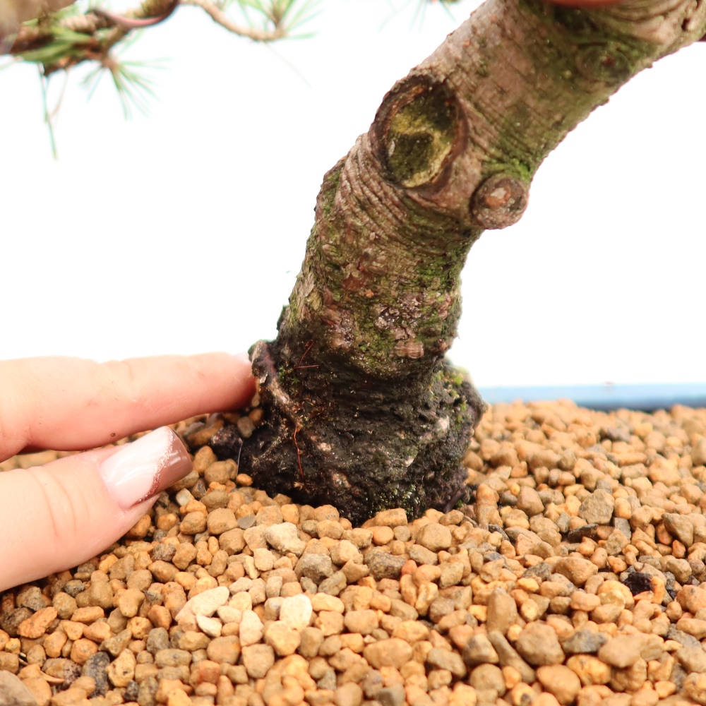 Bonsaï d'extérieur - Pinus mugo Humpy  - Pin nain