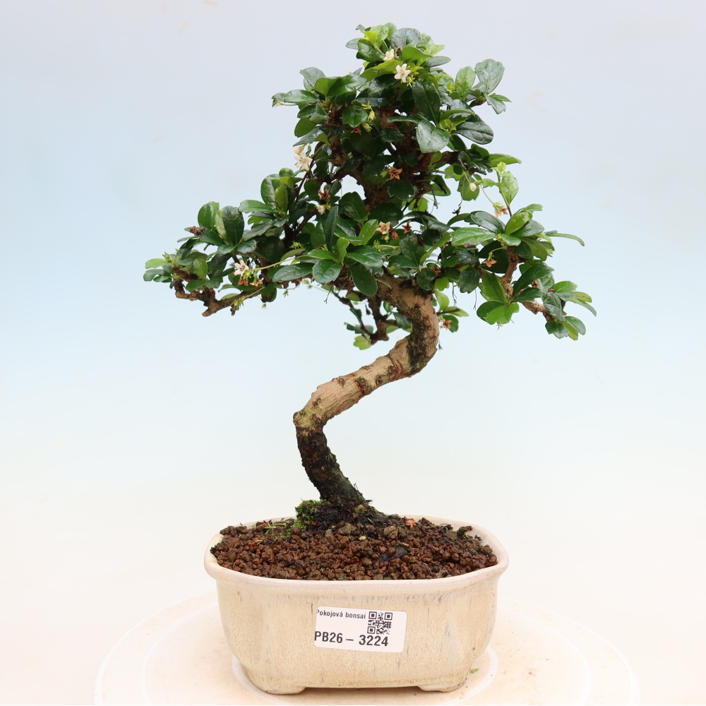 Bonsaï de chambre - Carmona macrophylla - Tea fuki