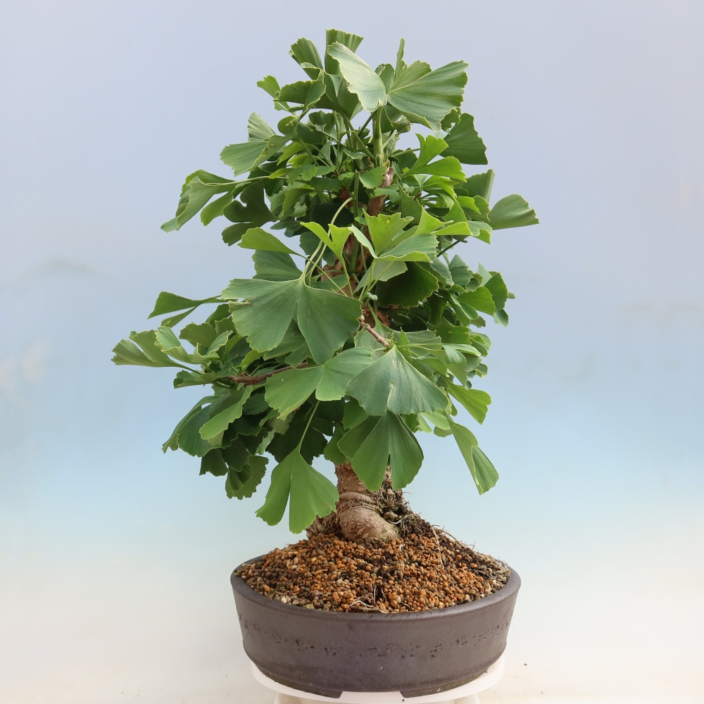 Bonsaïs d'extérieur - Ginkgo biloba - Ginkgo biloba
