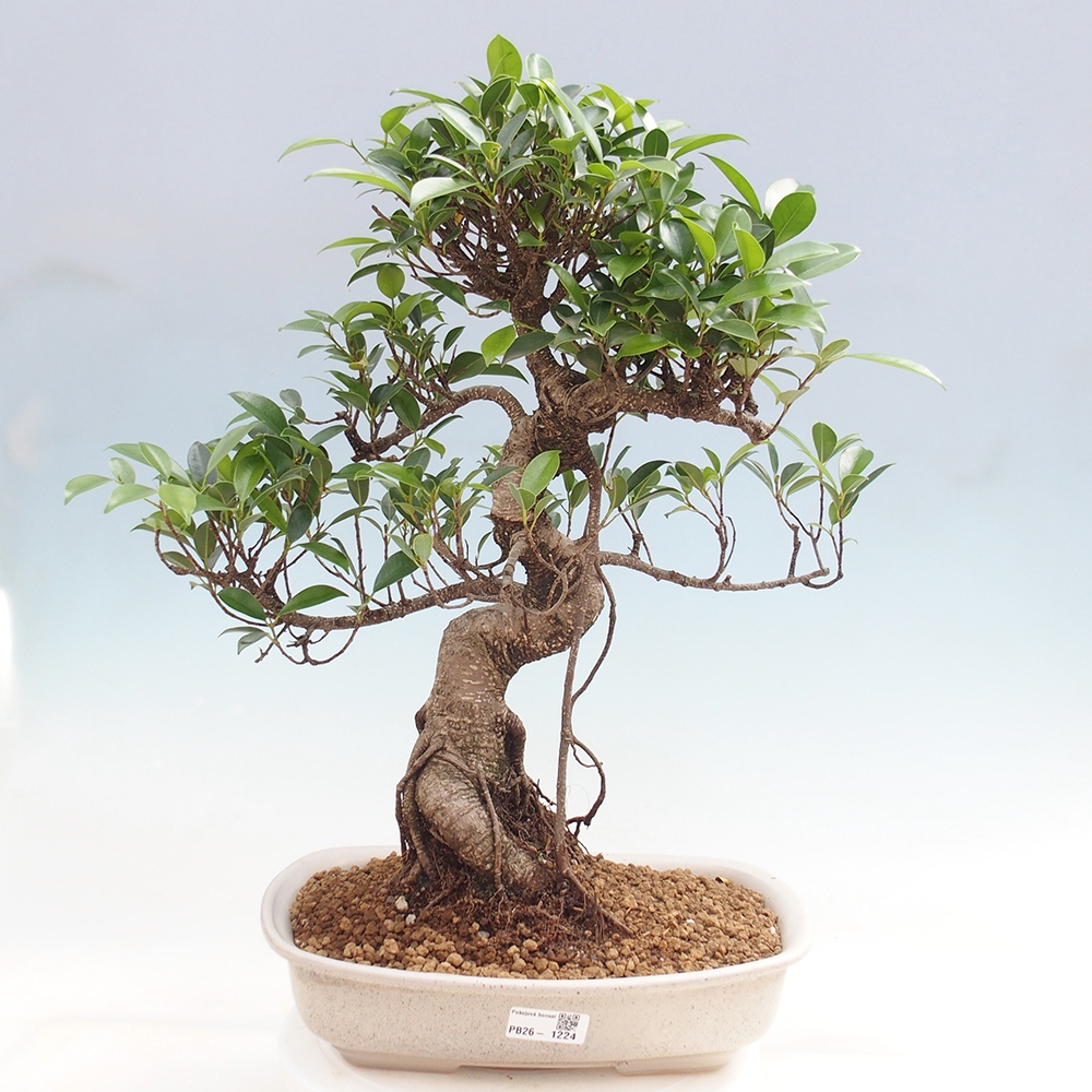 Salle bonsaï - Ficus kimmen - ficus à petites feuilles