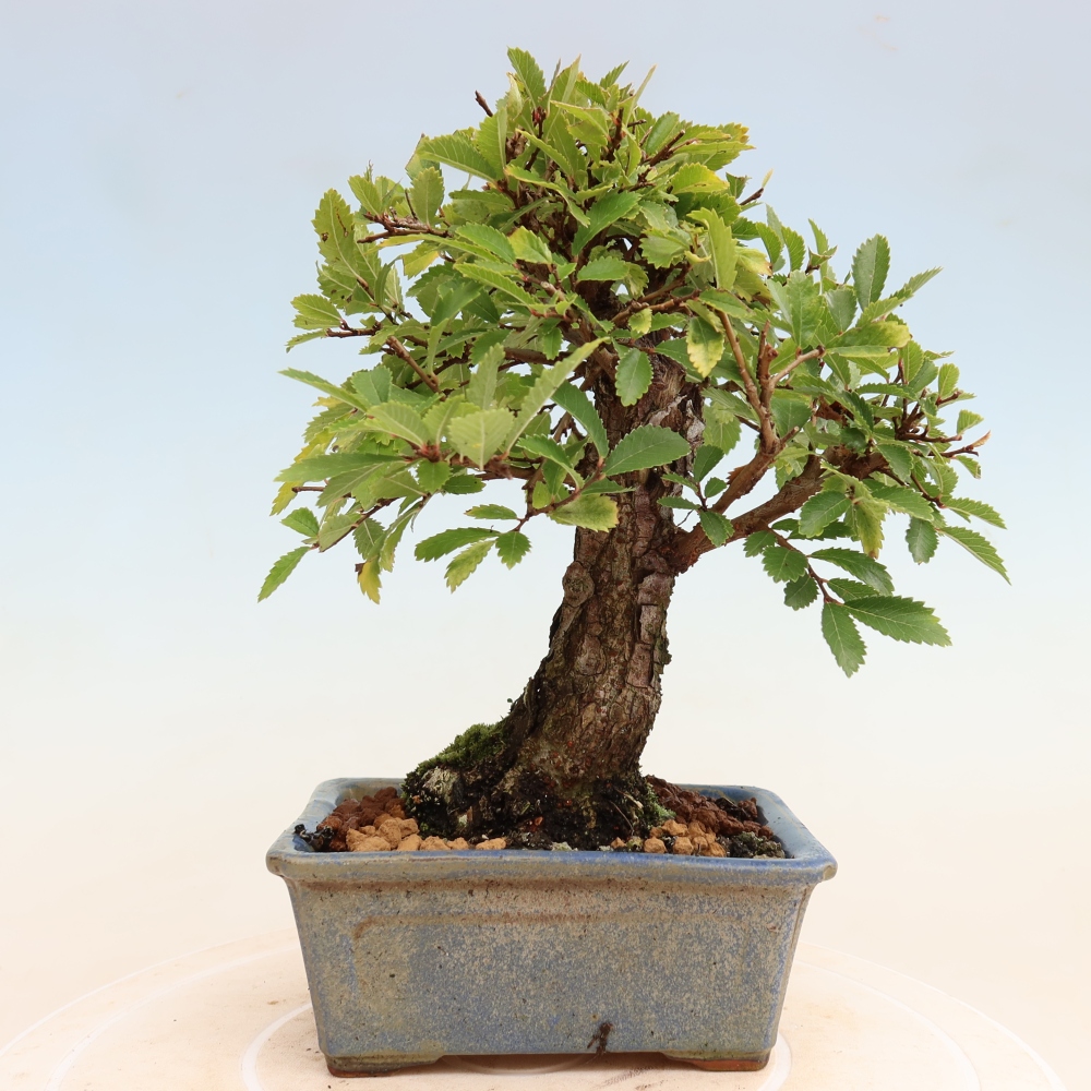 Bonsaï d'extérieur - Zelkova - Zelkova NIRE