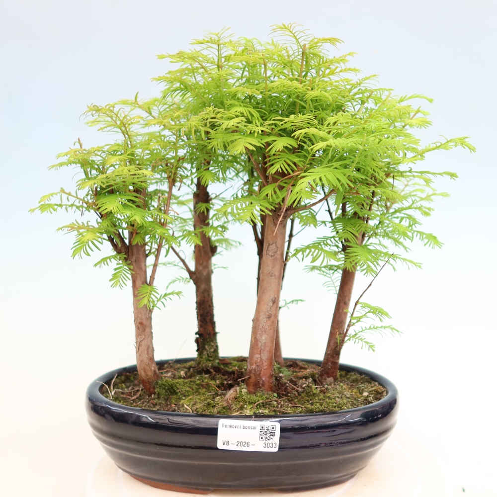 Bonsaï d'extérieur - Metasequoia glyptostroboides - Métaséquoia de Chine - petit bosquet