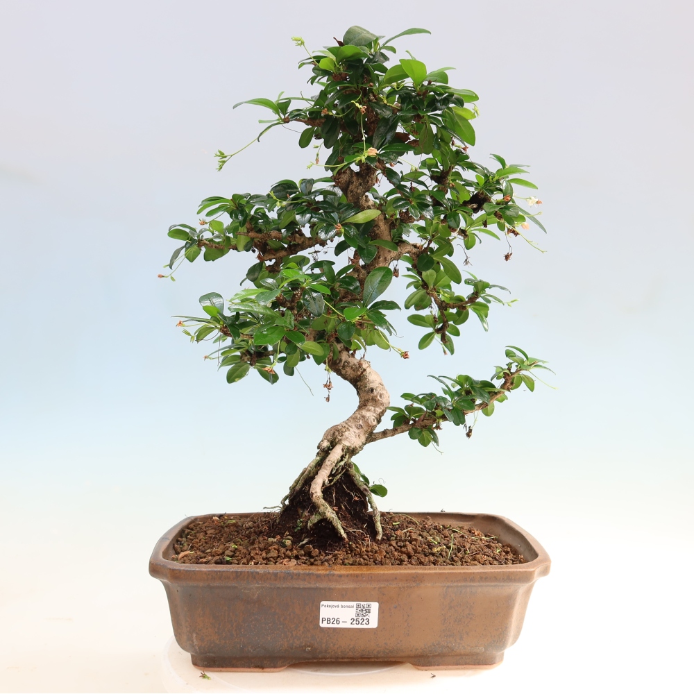 Bonsaï de chambre - Carmona macrophylla - Tea fuki