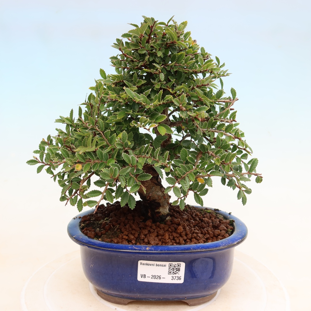 Bonsaï d'extérieur - Zelkova - Zelkova NIRE