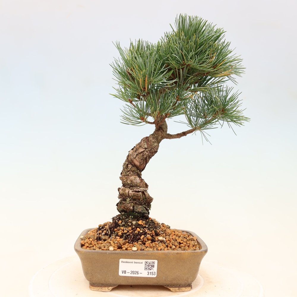 Bonsaï d'extérieur - Pinus parviflora - Pinus parviflora