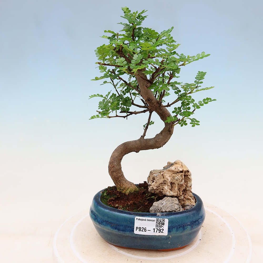 Salle bonsaï - Zantoxylum piperitum - arbre à poivre