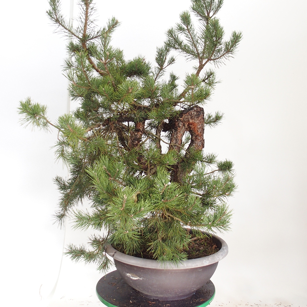 Yamadori - Pinus sylvestris Espagne
