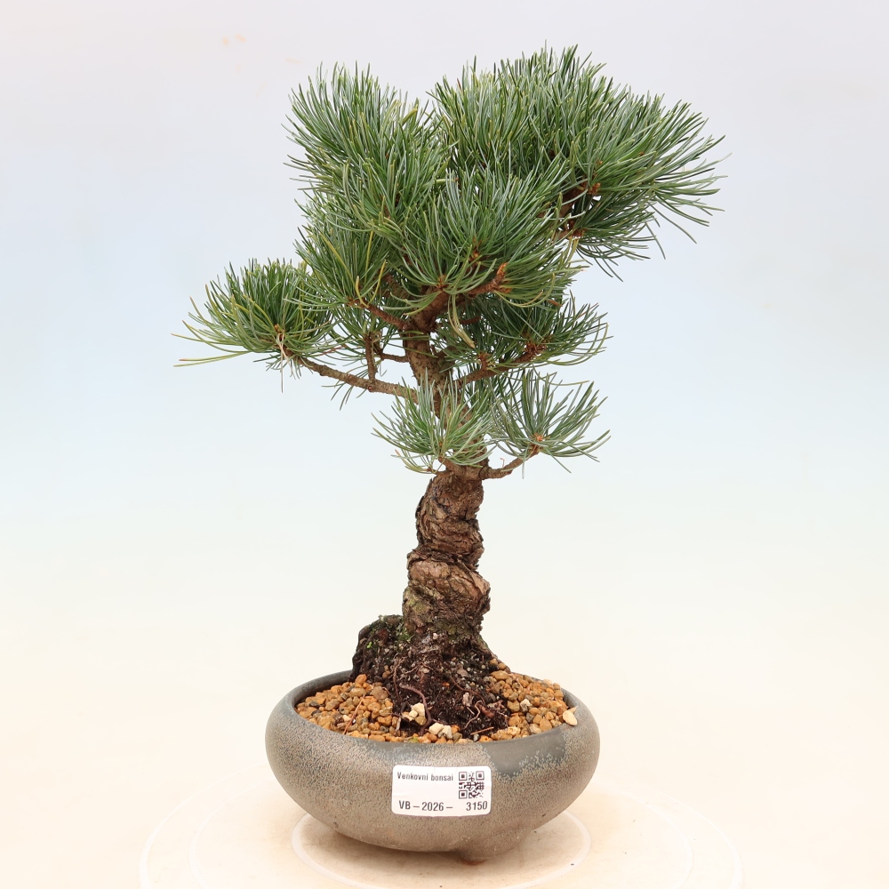 Bonsaï d'extérieur - Pinus parviflora - Pinus parviflora