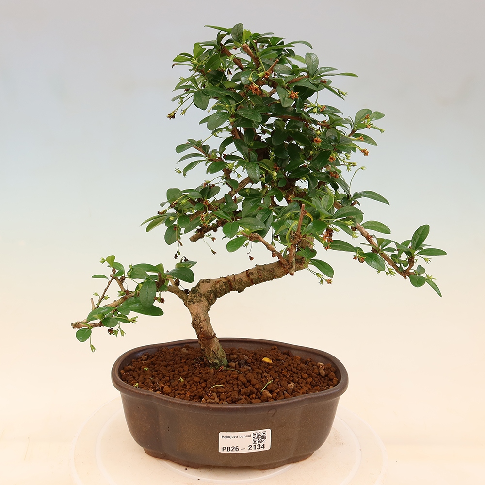 Bonsaï de chambre - Carmona macrophylla - Tea fuki
