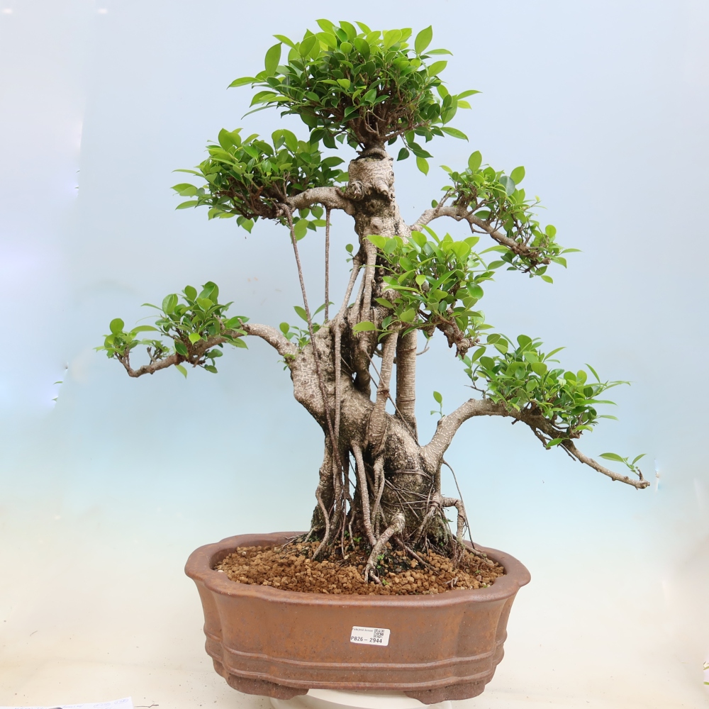 Salle bonsaï - Ficus kimmen - ficus à petites feuilles