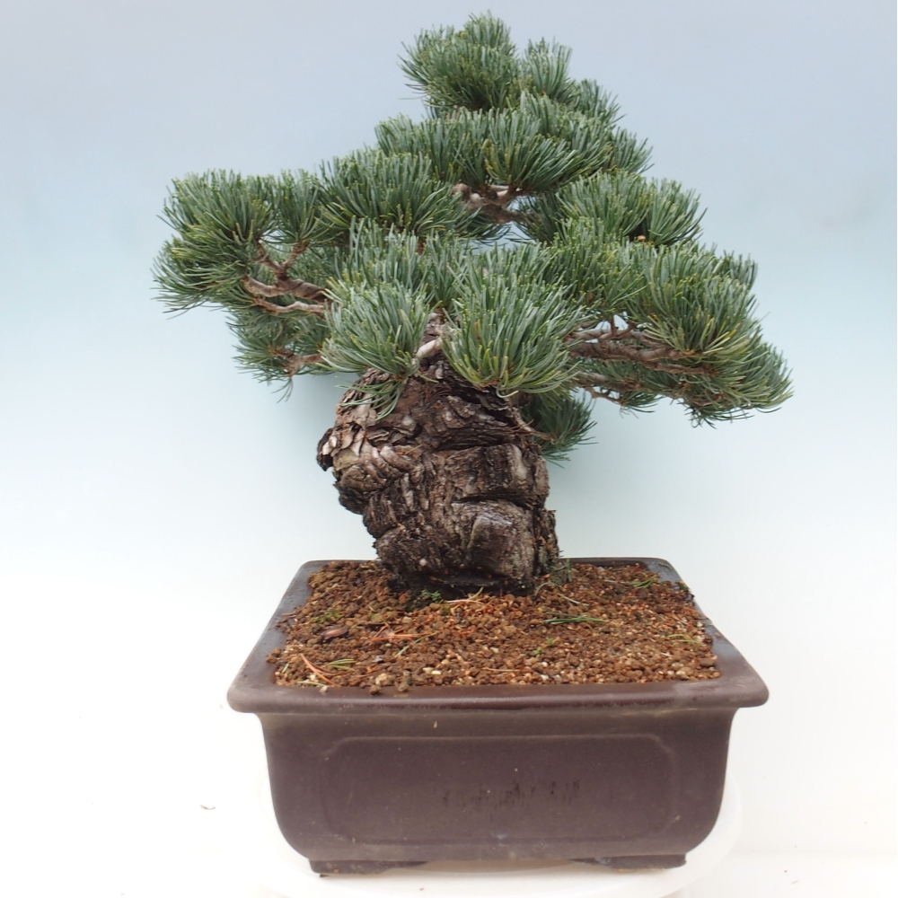 Bonsaï d'extérieur - Pinus parviflora - Pinus parviflora