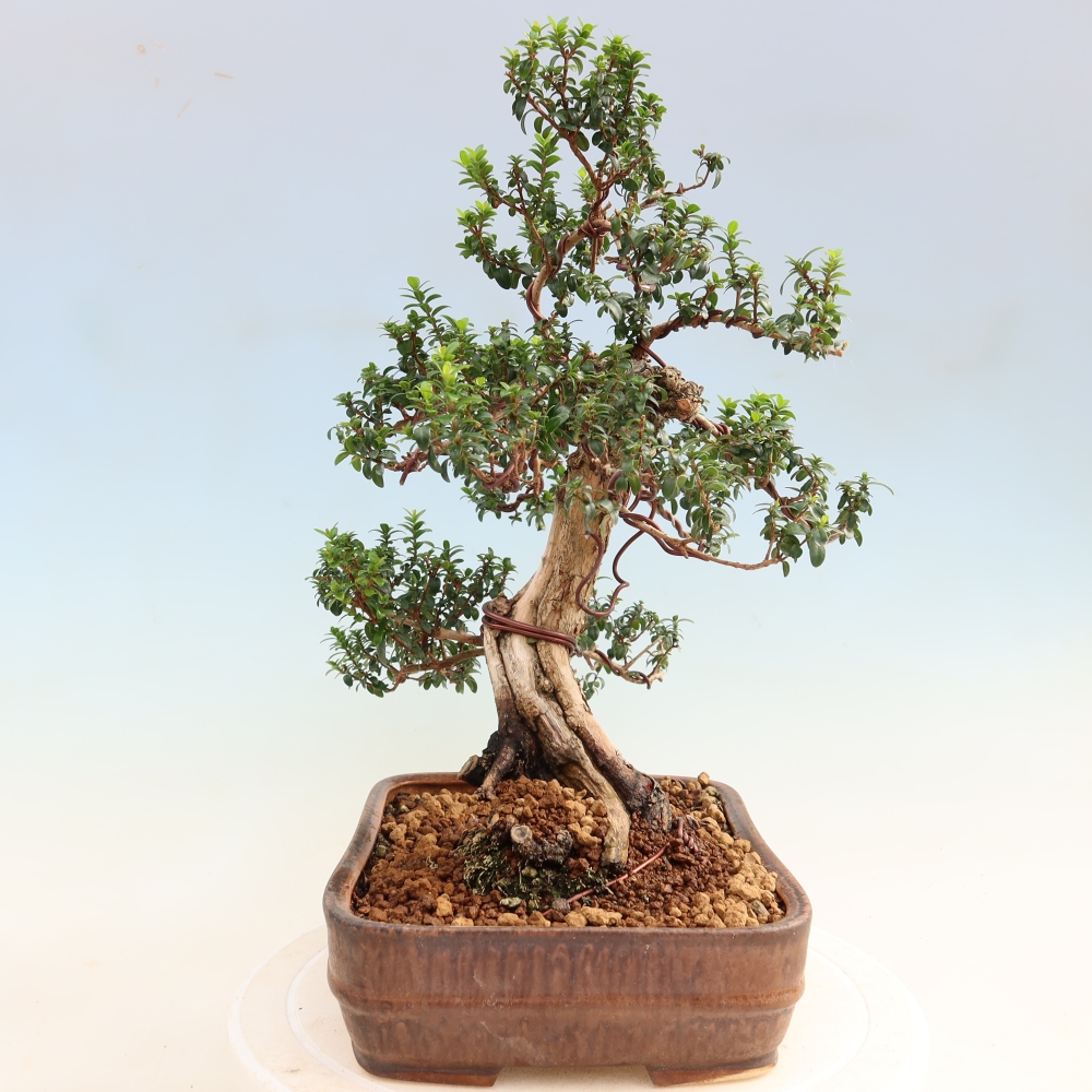 Bonsaï de chambre - Myrtus communis - Myrte