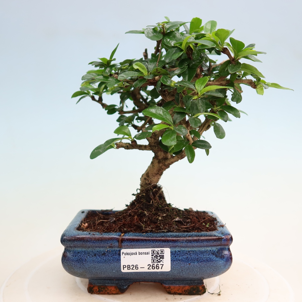 Bonsaï de chambre - Carmona macrophylla - Tea fuki