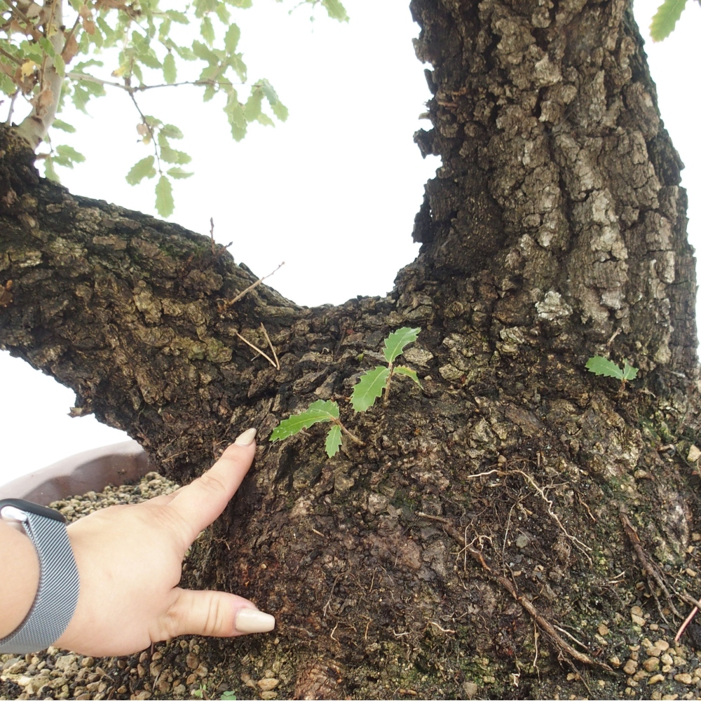 Yamadori - Quercus Ilex - Chêne vert