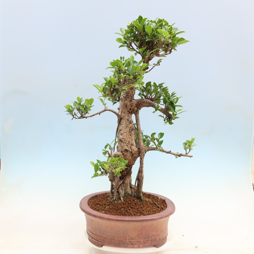 Salle bonsaï - Ficus kimmen - ficus à petites feuilles