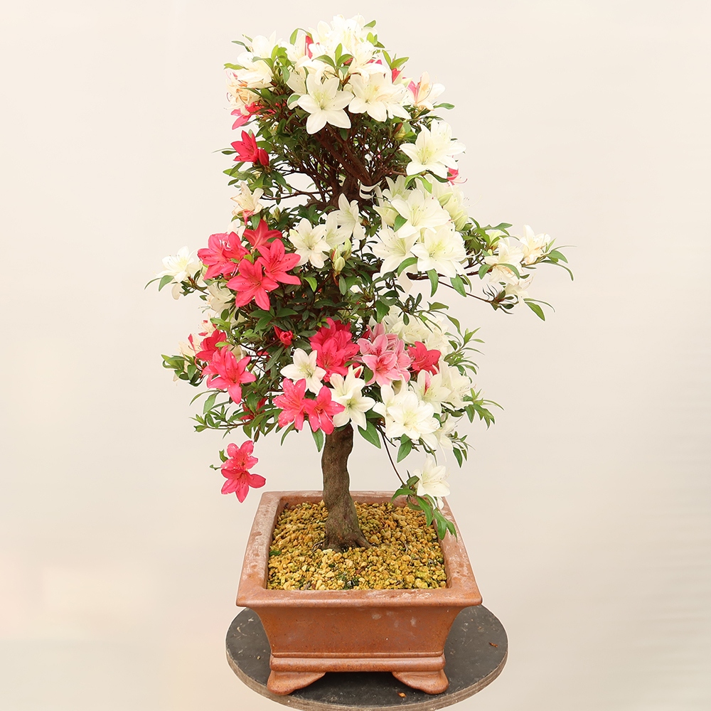 Bonsaï d'extérieur - Azalée japonaise - Azalée CHIHIRO