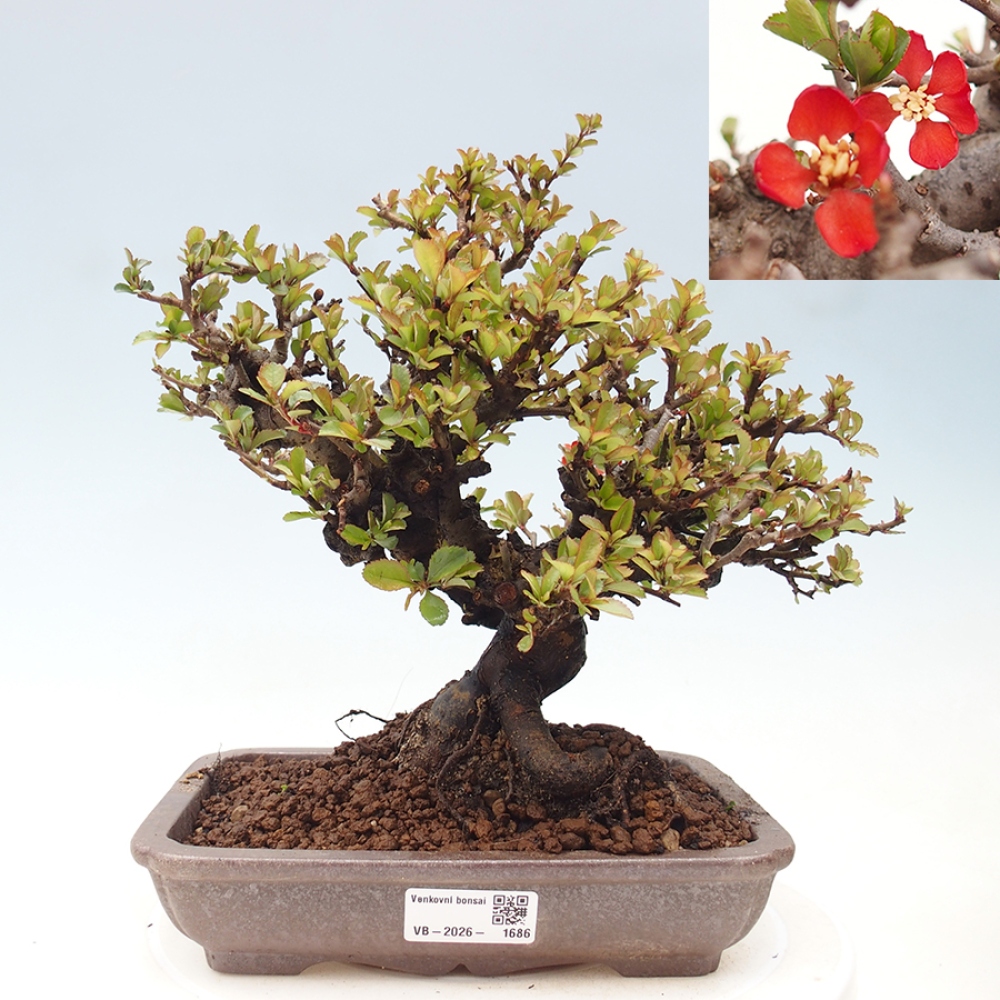 Bonsaï d'extérieur - Chaneomeles speciosa - Coing