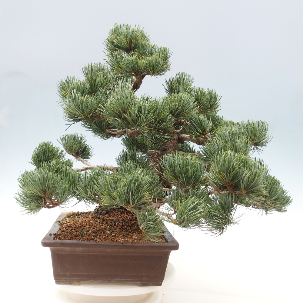 Bonsaï d'extérieur - Pinus parviflora - Pinus parviflora