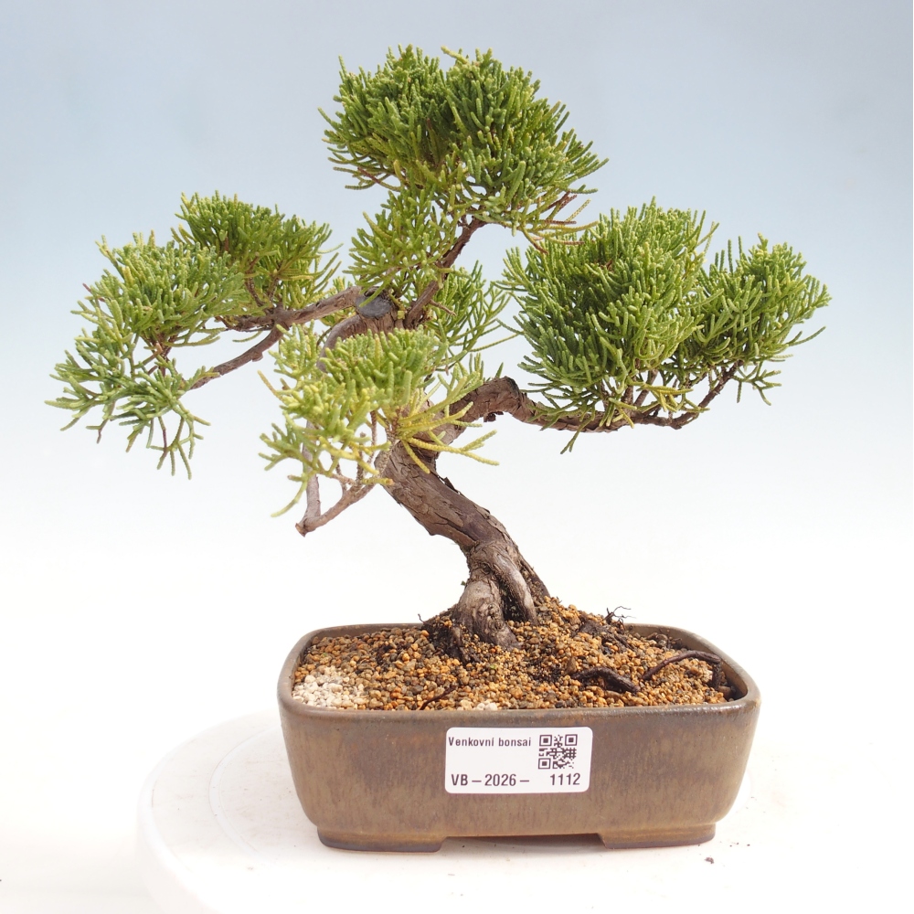 Bonsaï d'extérieur - Juniperus chinensis Kishu