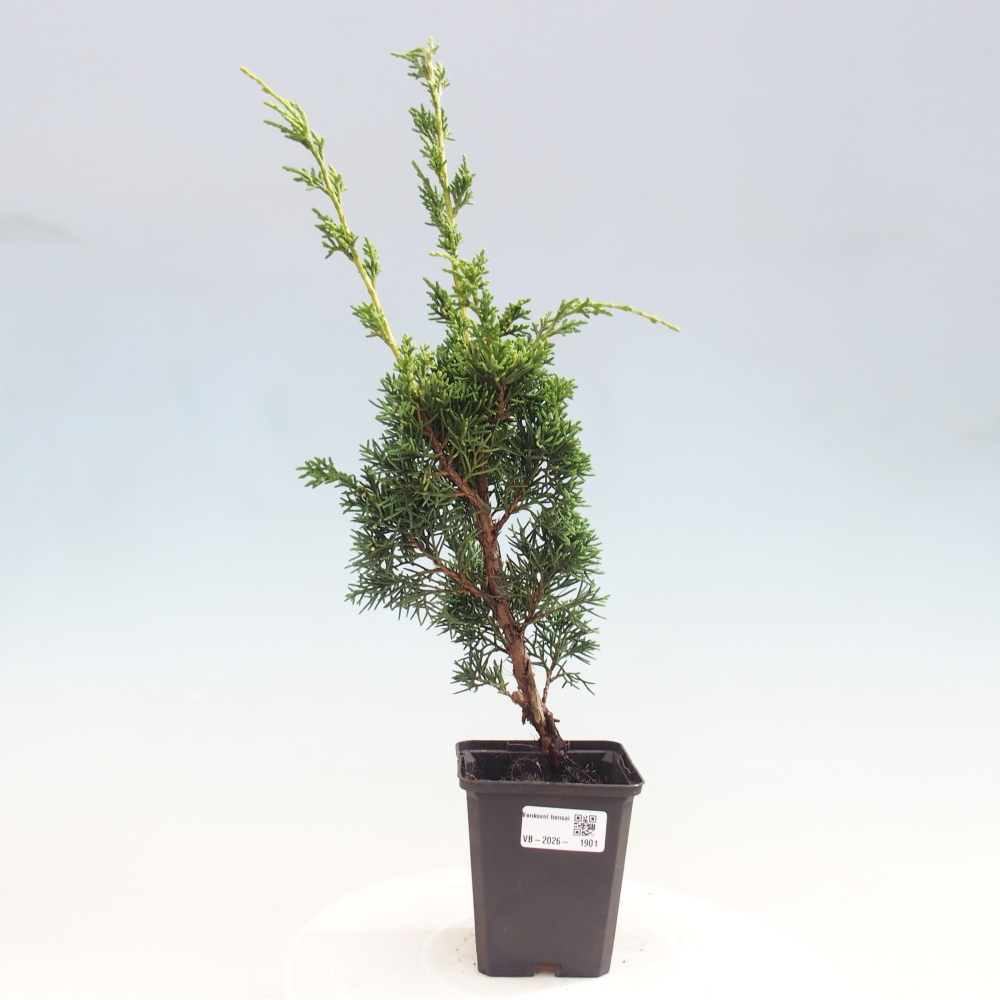 Bonsaï d'extérieur - Juniperus chinensis Kishu