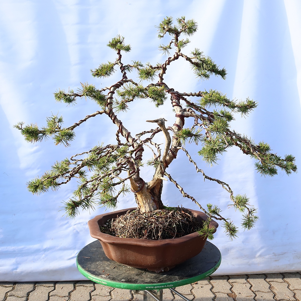 Pinus sylvestris Espagne - pin sylvestre