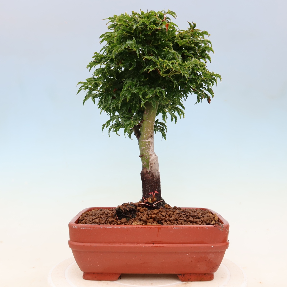 Bonsaï d'extérieur -Javor palm Acer palmatum Shishigashira