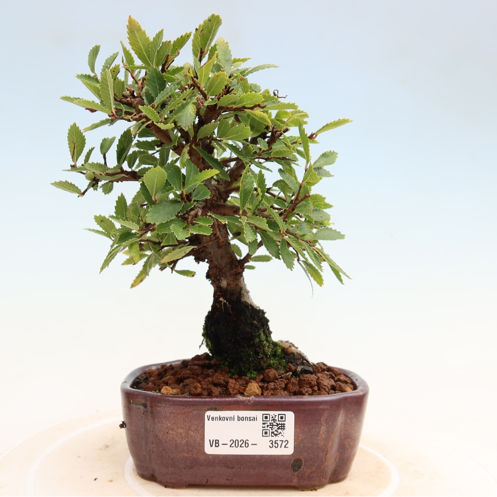 Bonsaï d'extérieur - Zelkova - Zelkova NIRE