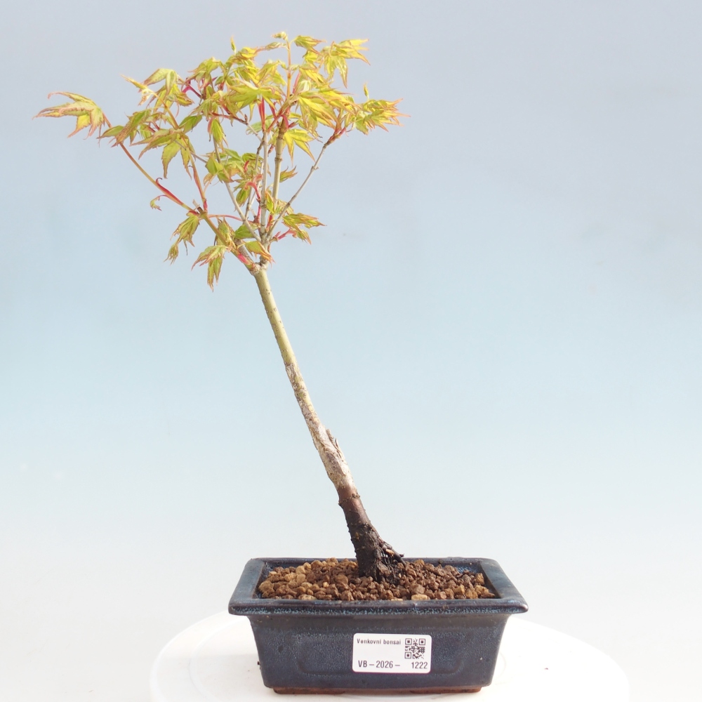 Acer palmatum Aureum - Érable doré