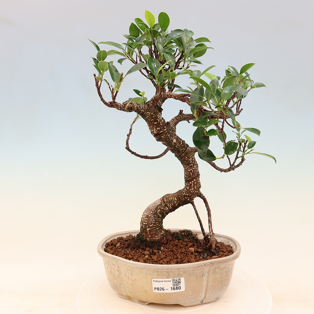 Salle bonsaï - Ficus retusa - ficus à petites feuilles