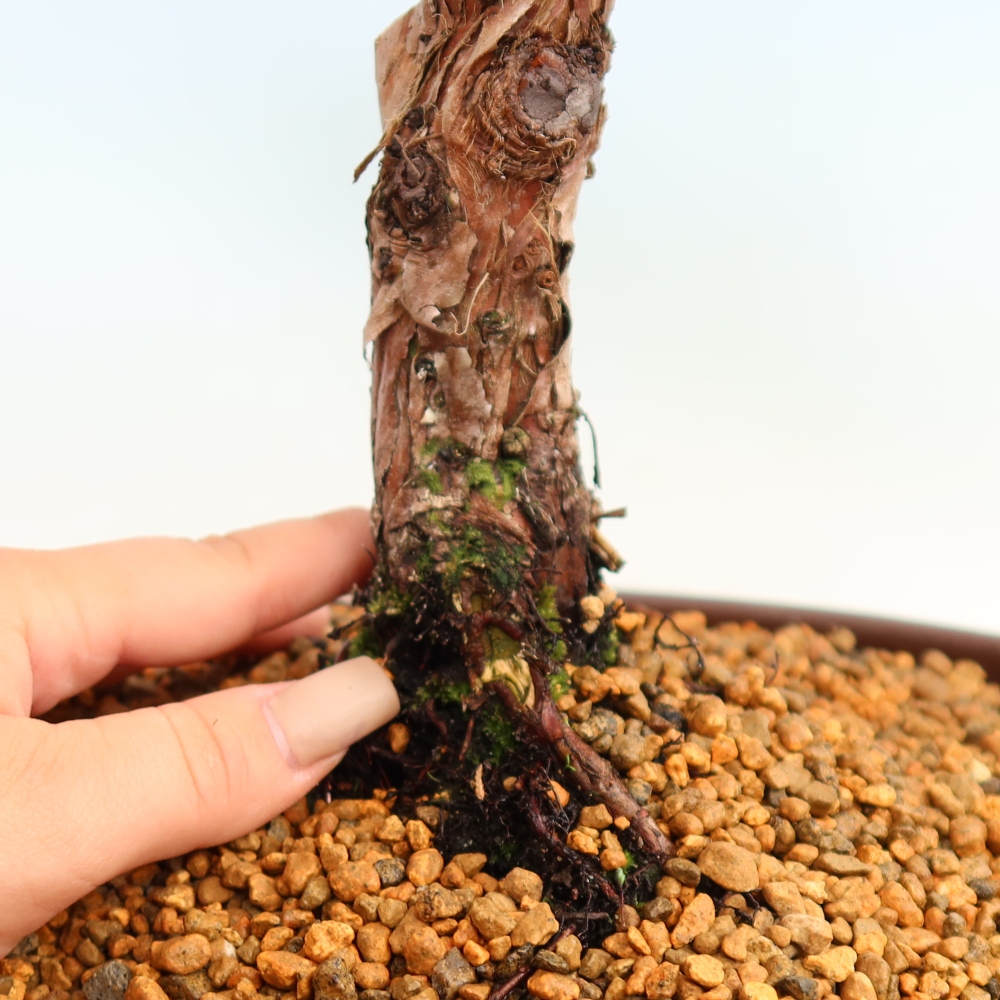 Bonsaï d'extérieur - Juniperus chinensis Kishu