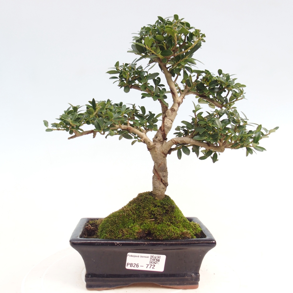 Bonsaï de chambre - Ilex crenata - Houx