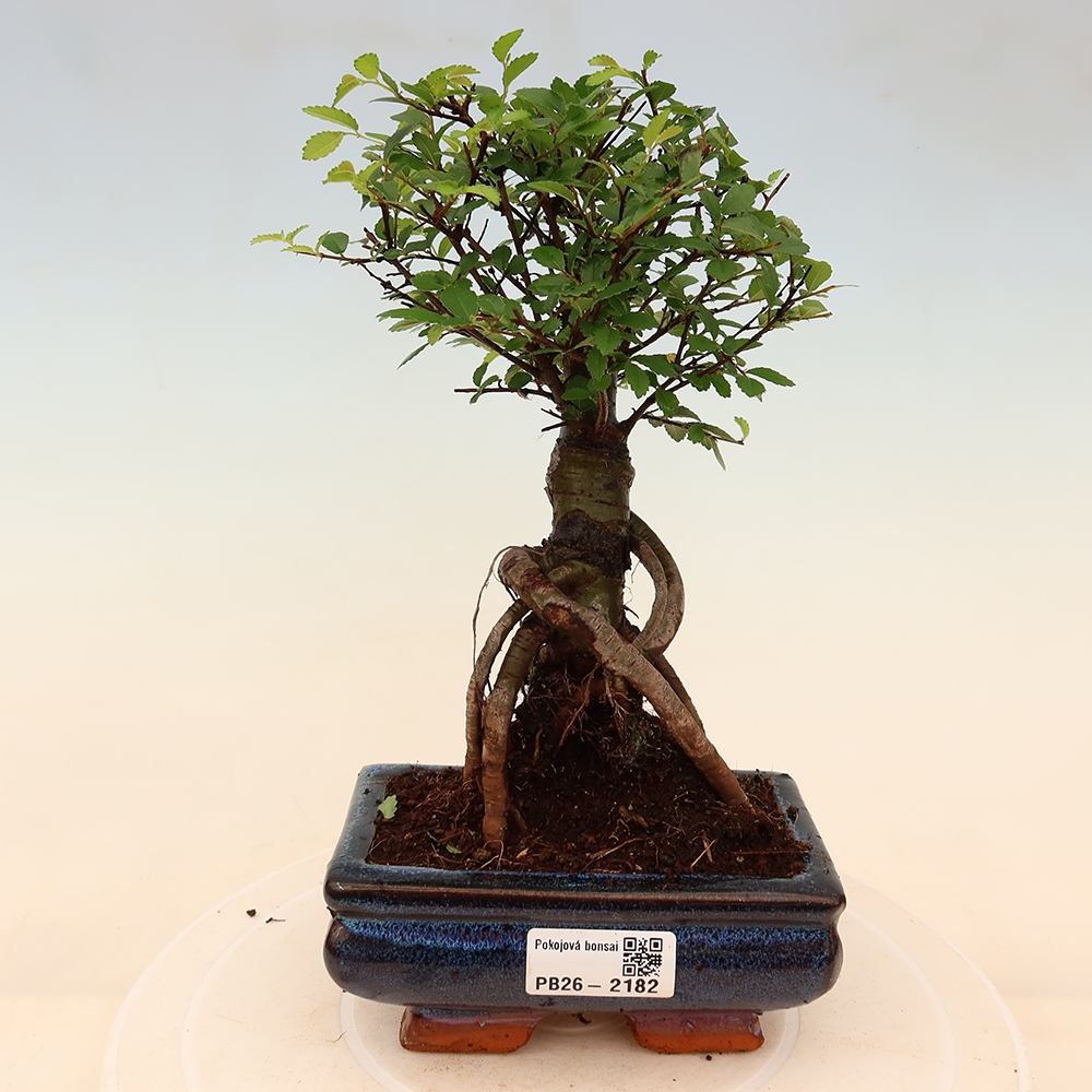 Bonsaï de chambre - Ulmus parvifolia - Orme à petites feuilles