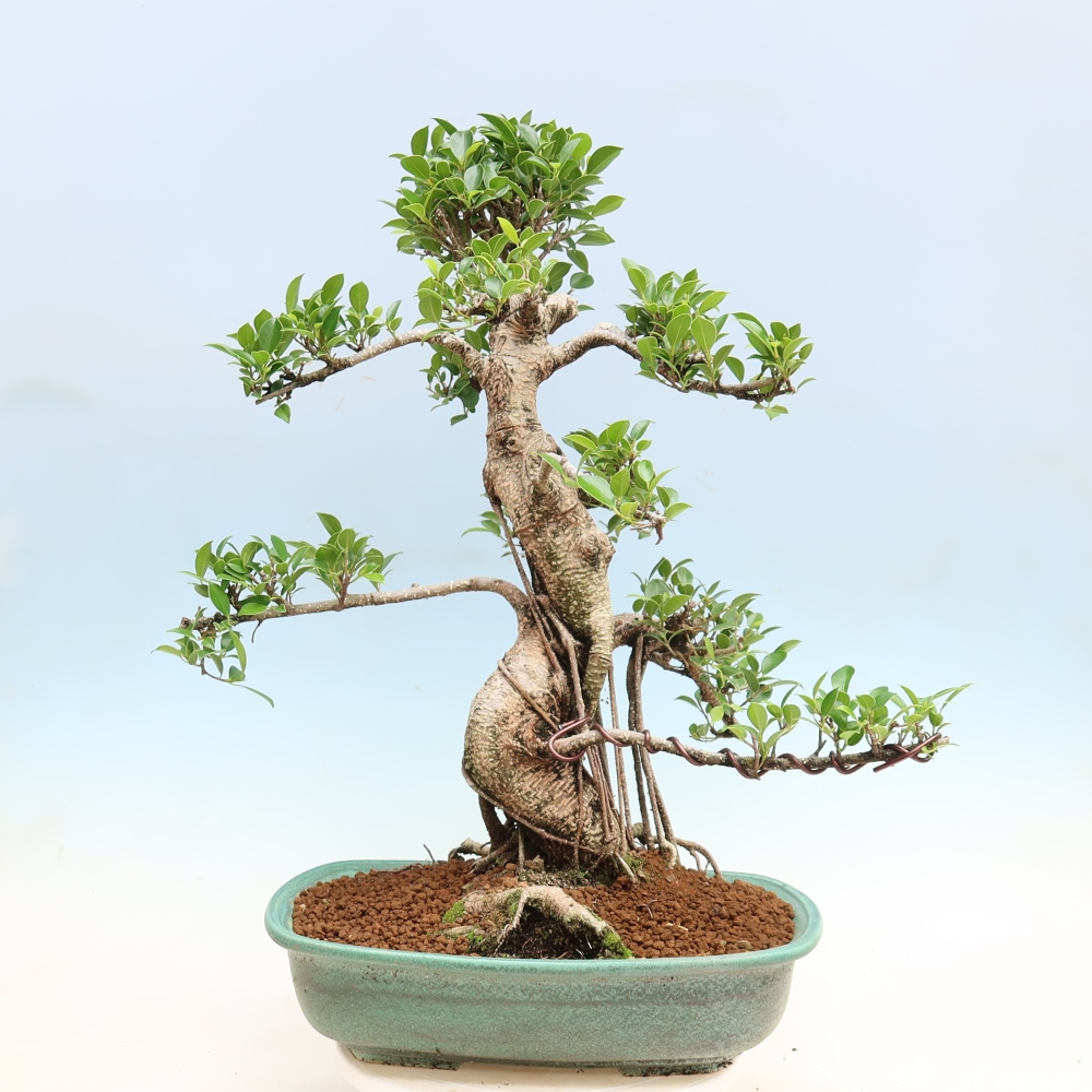 Salle bonsaï - Ficus kimmen - ficus à petites feuilles