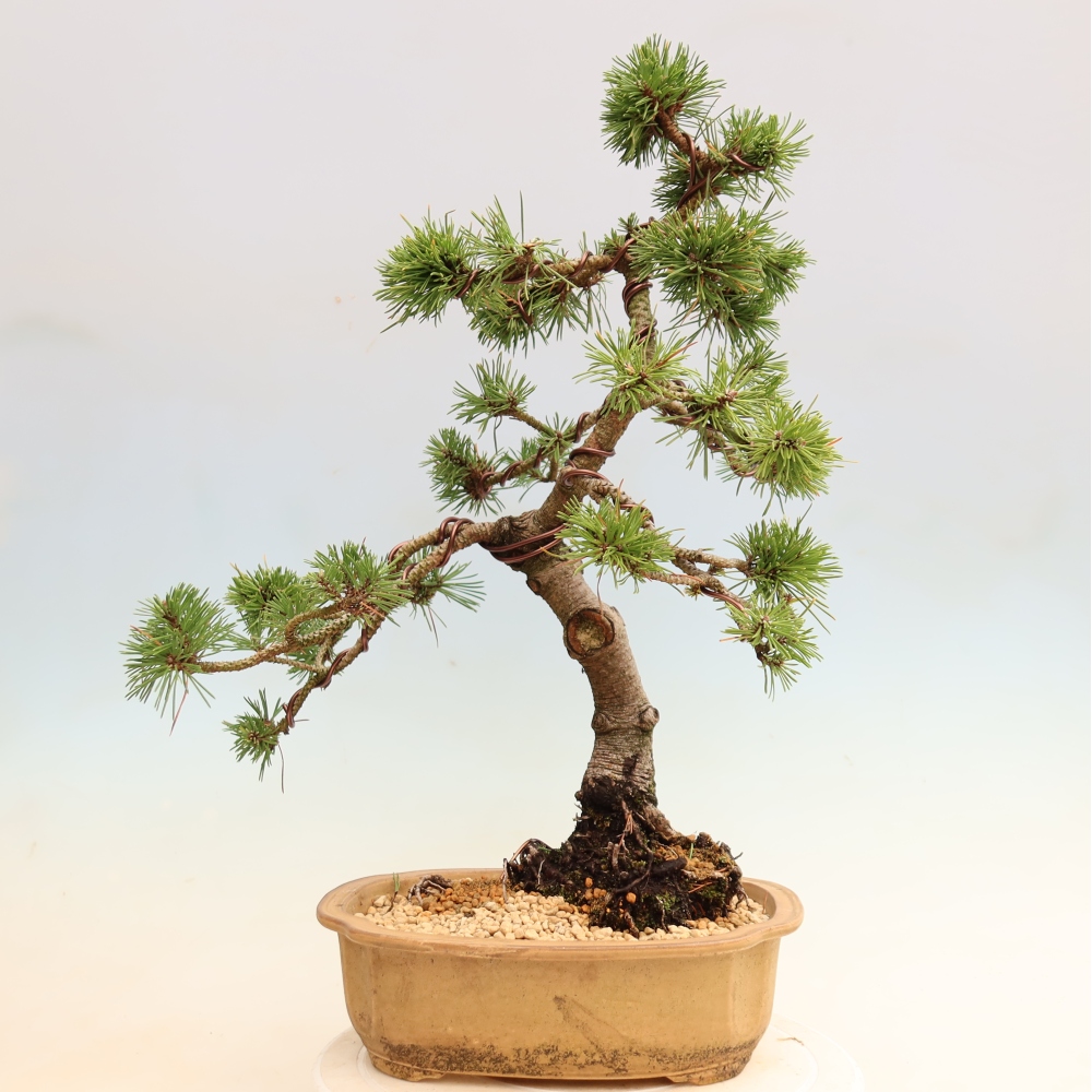 Bonsaï d'extérieur - Pinus mugo Humpy  - Pin nain