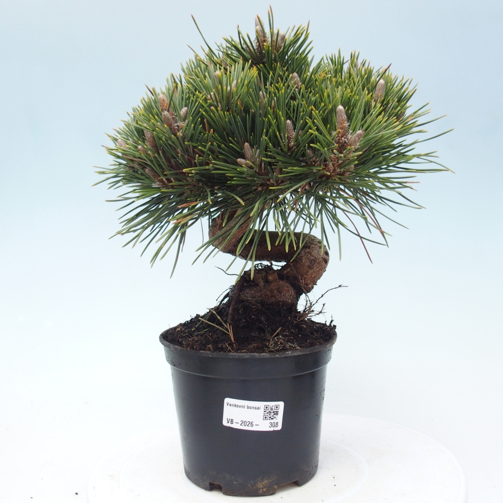 Bonsaï d'extérieur - Pinus thunbergii senjyumaru - Pin de Thunberg