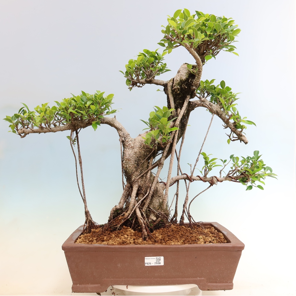 Salle bonsaï - Ficus kimmen - ficus à petites feuilles