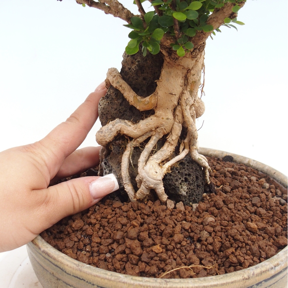 Bonsaï d'extérieur - Berberis coreana