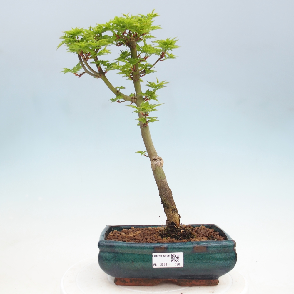 Bonsaï d'extérieur -Javor palm Acer palmatum Shishigashira