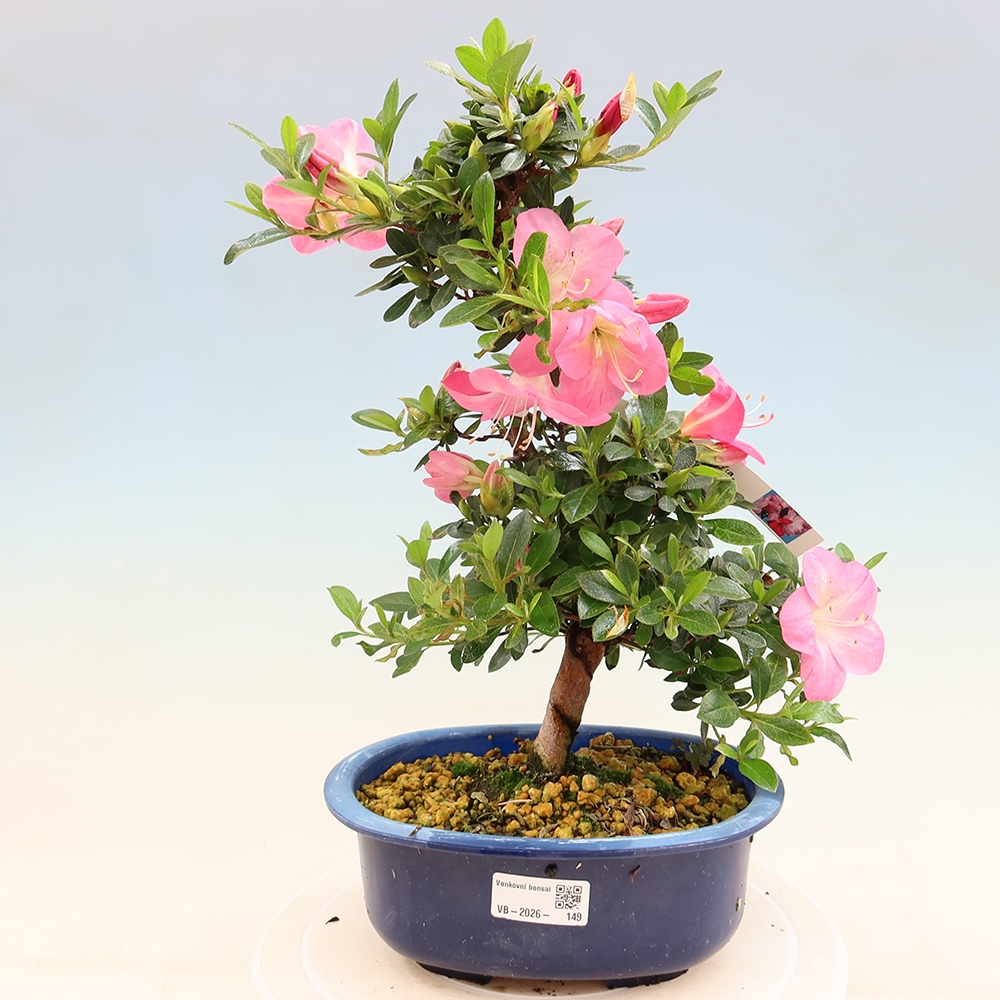Bonsaï d'extérieur - Azalée japonaise - Azalea Santoka