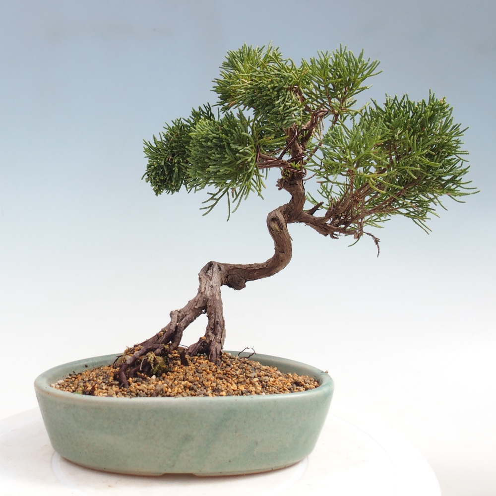 Bonsaï d'extérieur - Juniperus chinensis Kishu