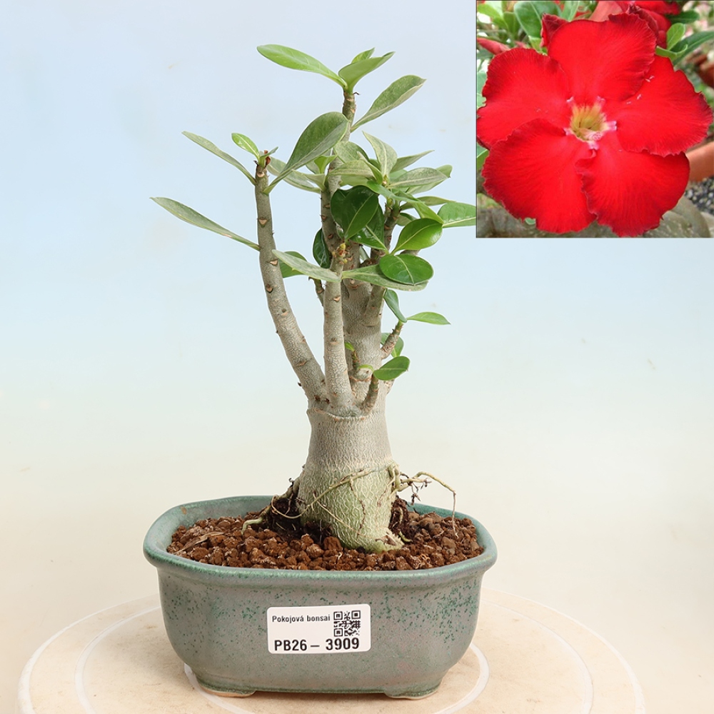 Bonsaï d'intérieur - Adenium obesum Red Star - Rose du désert