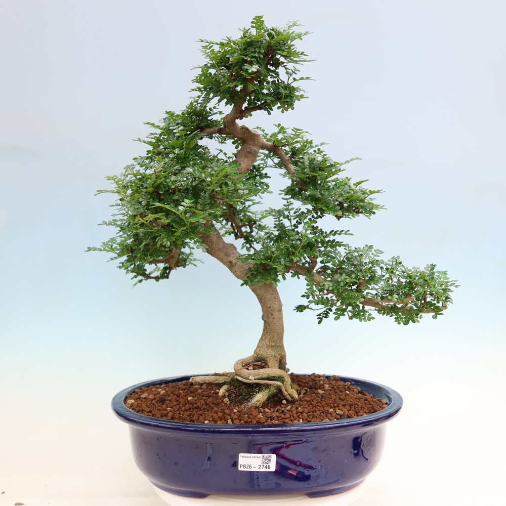 Salle bonsaï - Zantoxylum piperitum - arbre à poivre