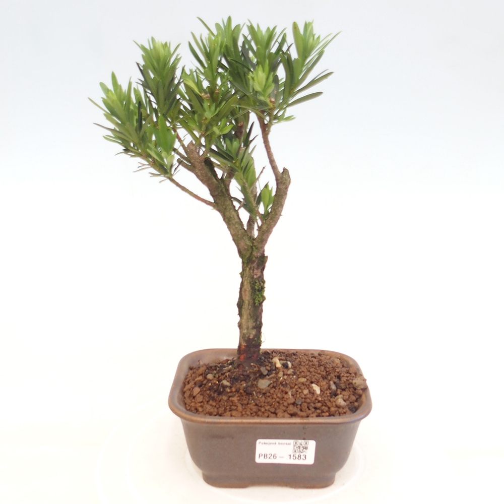 Salle bonsaï - Podocarpus - If en pierre